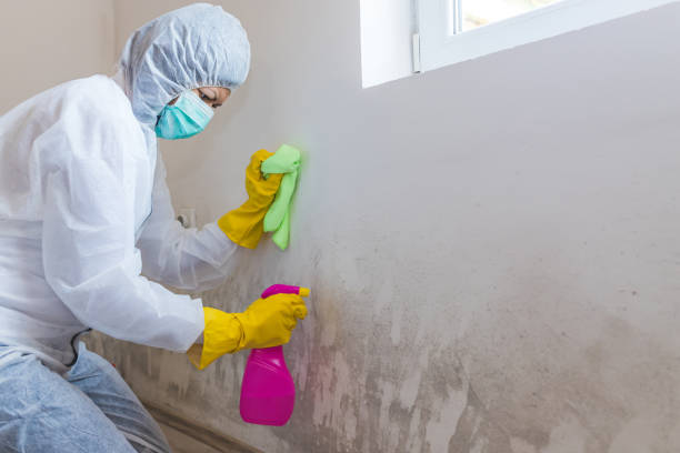 Best Mold Prevention Services  in Cattaraugus, NY